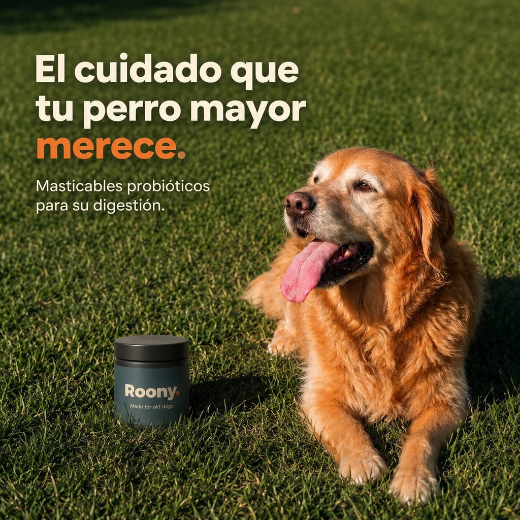 Probióticos para Perros — Masticables para la Salud Digestiva