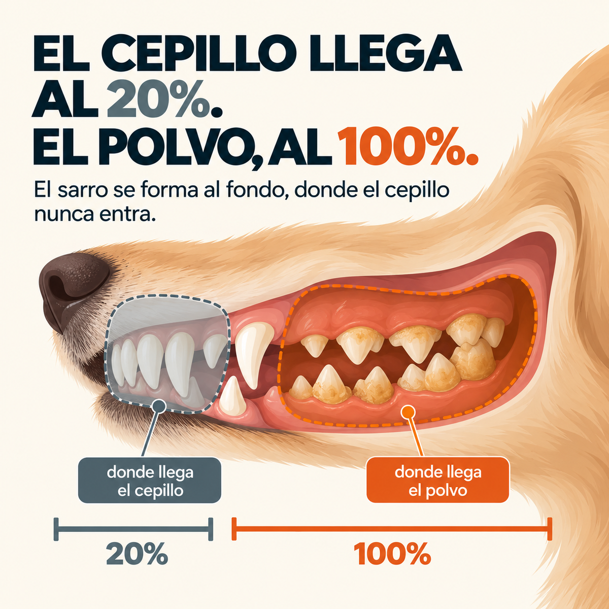 Polvo Dental